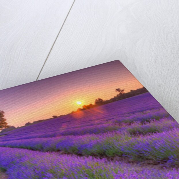 Lavender field at sunset by Assaf Frank